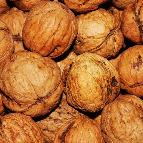 Orzech Włoski Fernette Szczepiony Plant Pack