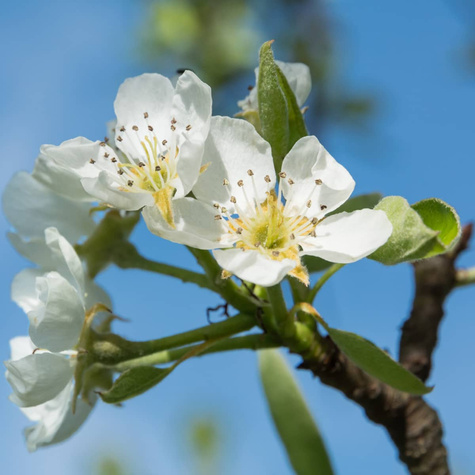 Grusza Komisówka w doniczce (C2)
