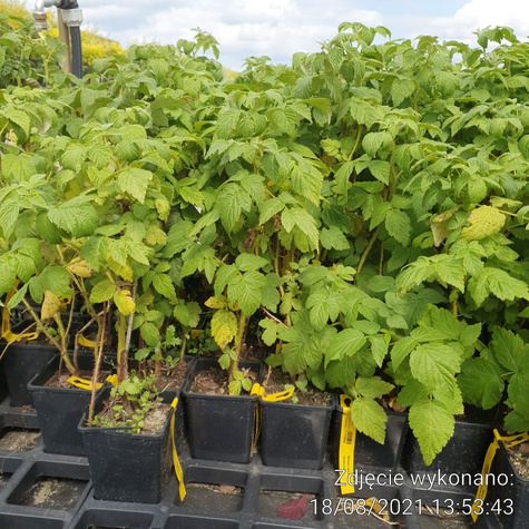 Malina czarna w doniczce