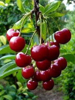 Wiśnia Debreceni Botermo START PACK