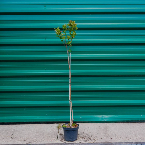 Aronia Czarna Szczepiona Na Pniu