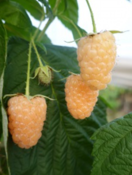 Malina promyk w doniczce