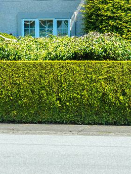 Ligustr Liguster zimozielony Plant Pack