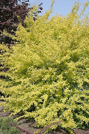 Śliwa wiśniowa ałycza Złoty Obłok (C2)