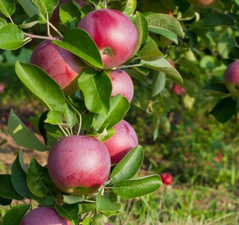 Jabłoń Red Lobo START PACK