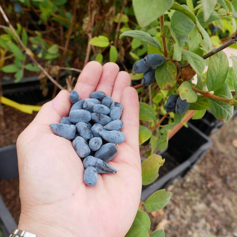 Jagoda kamczacka Aurora