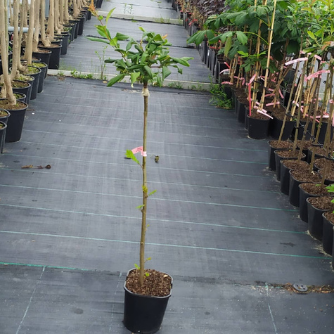 Pigwowiec okazały Nivalis Szczepiony na pniu PA60