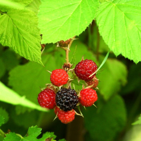 Malina czarna w doniczce