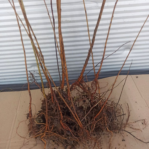 Brzoza brodawkowata Plant Pack