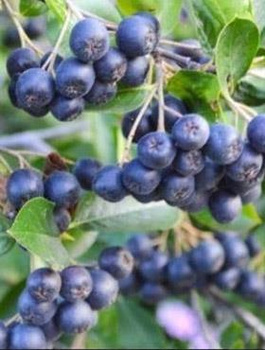 Aronia Czarnoowocowa Nero (C2)