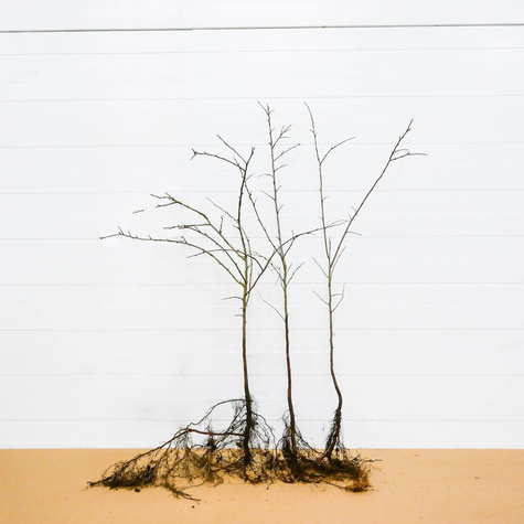 Żywopłot Klasyczna Osłona Grab Zestaw 10 Metrowy Plant Pack