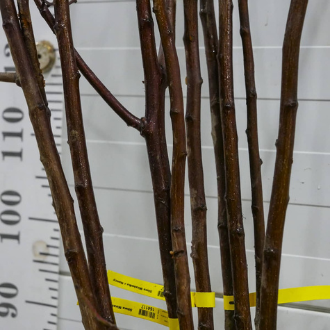 Śliwa Mirabelka z Nancy START PACK