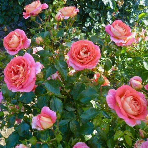 Róża rabatowa Sommersonne łososiowa balot