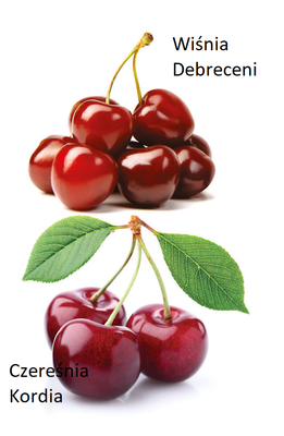 DUO Czereśnia Wiśnia Kordia Debreceni Plant Pack