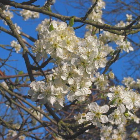 Śliwa Presenta Plant Pack