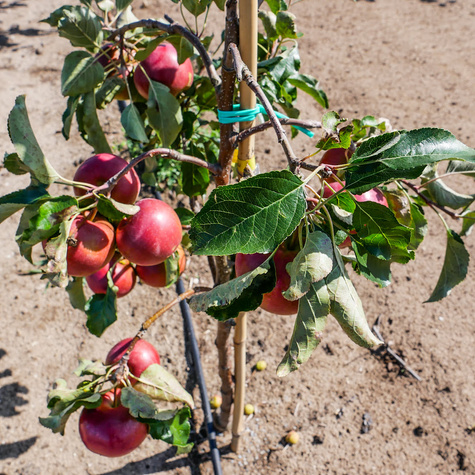 Jabłoń Typu Elise Eliza