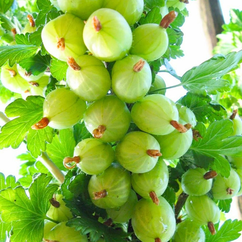 Agrest biały Invicta Plant Pack