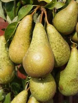 Grusza Chrupiące twarde owoce Sadzonka