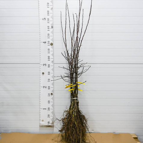 Jabłoń EVEREST - uniwersalny zapylacz jabłoni