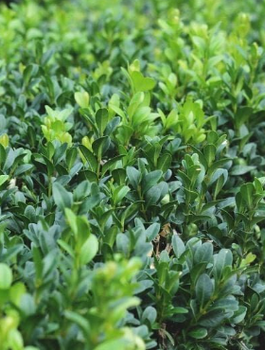 Bukszpan Pospolity Zwyczajny Plant Pack