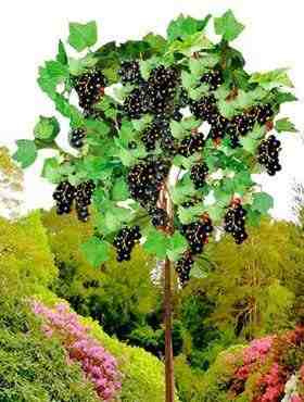 Porzeczka czarna Titania na pniu w doniczce