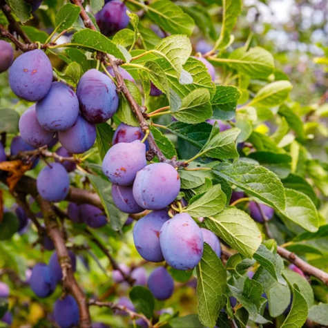 Śliwa Nierobaczywka Plant Pack