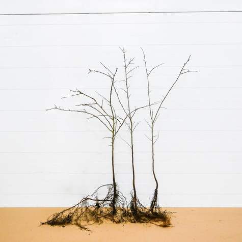 Grab Pospolity Plant Pack