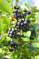Aronia Czarna Czarnowocowa sadzonki 