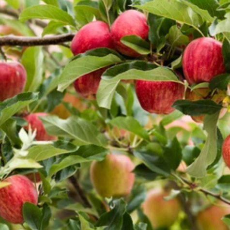 Jabłoń Gloster w doniczce