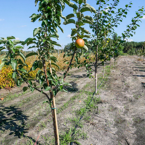 Jabłoń kolumnowa Suncats START PACK