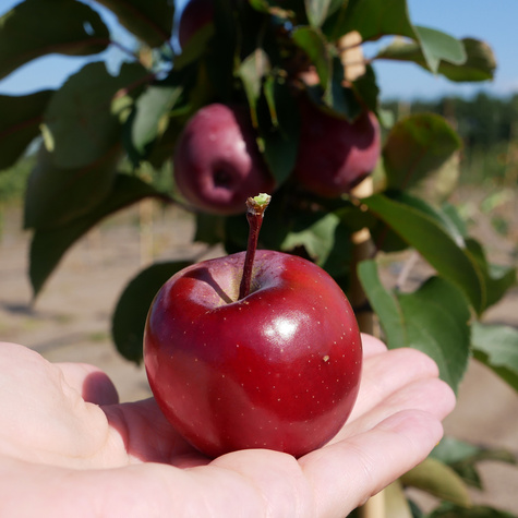 Jabłoń czerwonomiąższowa Marisa START PACK
