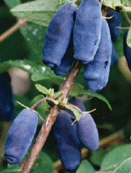 Jagoda kamczacka Czulimskaja późna