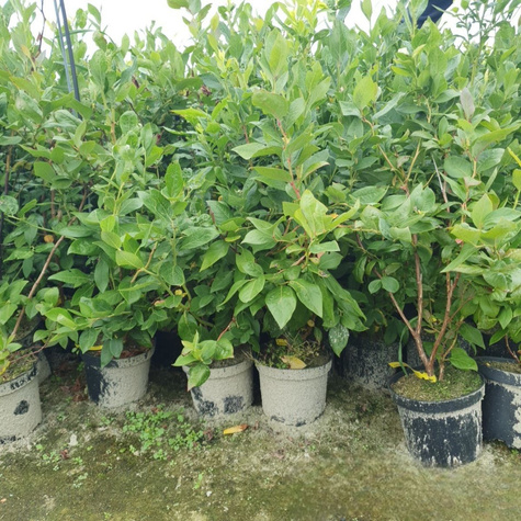 Borówka amerykańska Bluejay (C2)