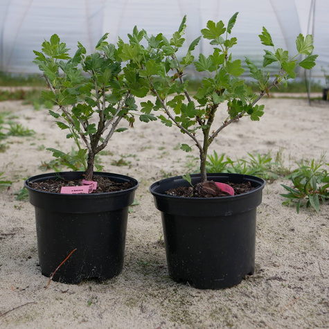 Agrest biały krzaczasty w doniczce Mucurines