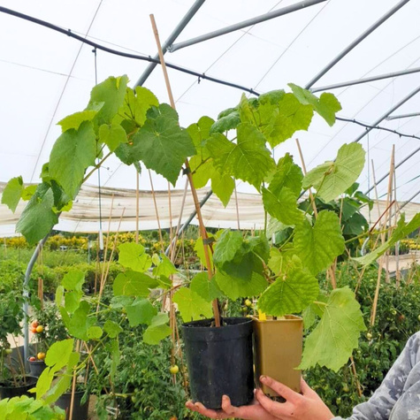 Winorośl winogrono Łora