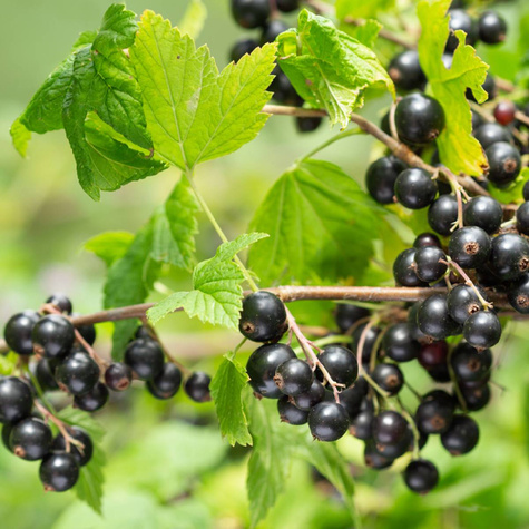 Porzeczka czarna Or na pniu w doniczce