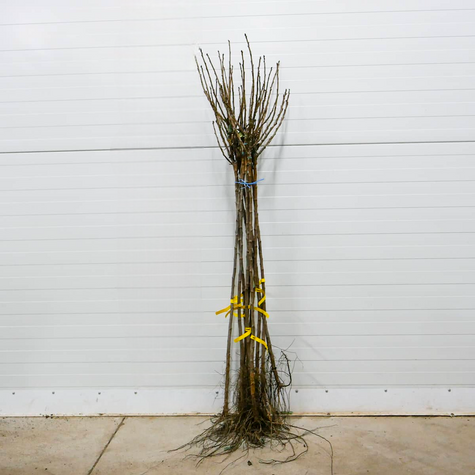 Agrest czerwony Sewierny Kapitan na pniu w balocie