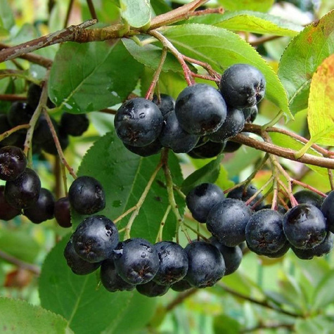 Aronia Czarnoowocowa Nero (C2)