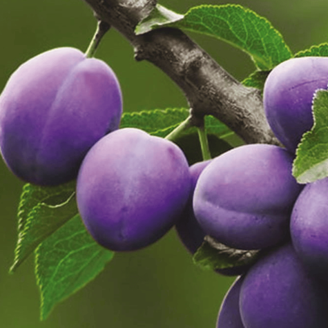 Śliwa President w doniczce (C2)