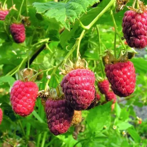 Malina Zamatos w doniczce