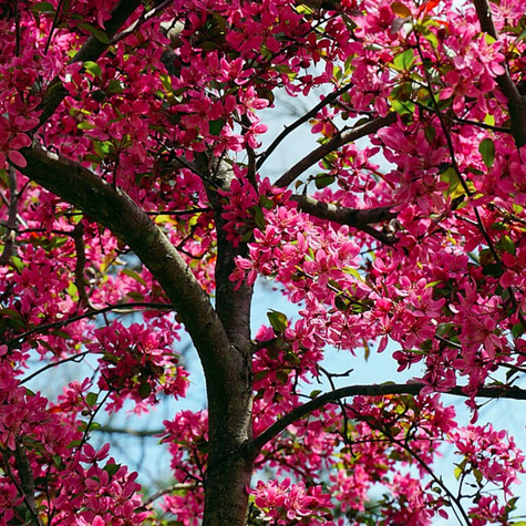 Jabłoń ozdobna rajska Royality w doniczce C2