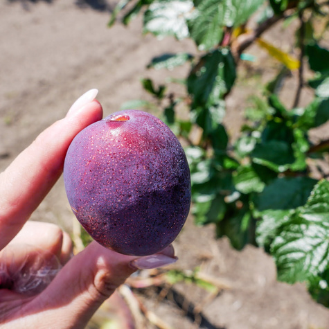 Śliwa typu Durancle START PACK