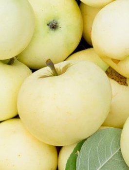 Jabłoń Oliwka Żółta (Papierówka) w doniczce (C2)