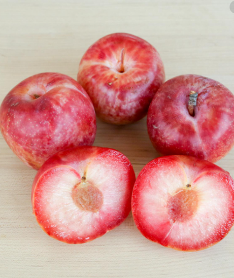 Mini Śliwkomorela Japońska w doniczce