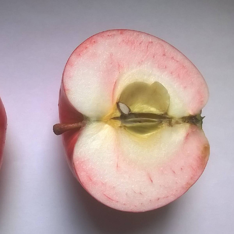 Jabłoń Lobo START PACK