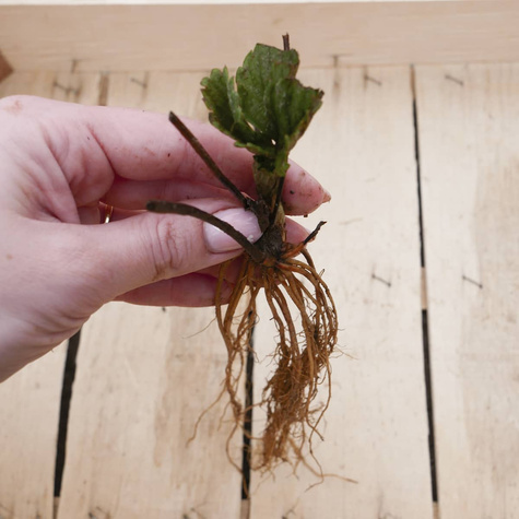 Truskawka Selva pnąca wisząca powtarzająca FRIGO