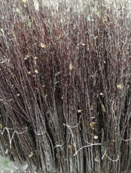 Podkładka Czereśni Colt Półkarłowa Plant Pack