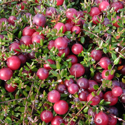 Żurawina wielkoowocowa McFarlin późna plenna