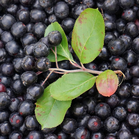Aronia czarnoowocowa Hugin(C2)