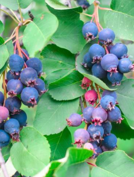 Świdośliwa olcholistna Mandam